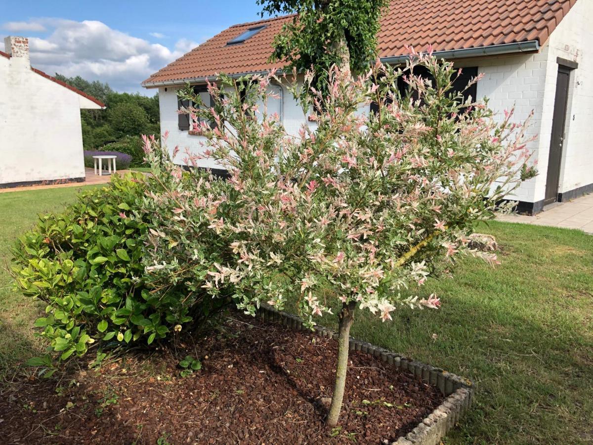 Mijn Kleinhof Vila Westouter Exterior foto